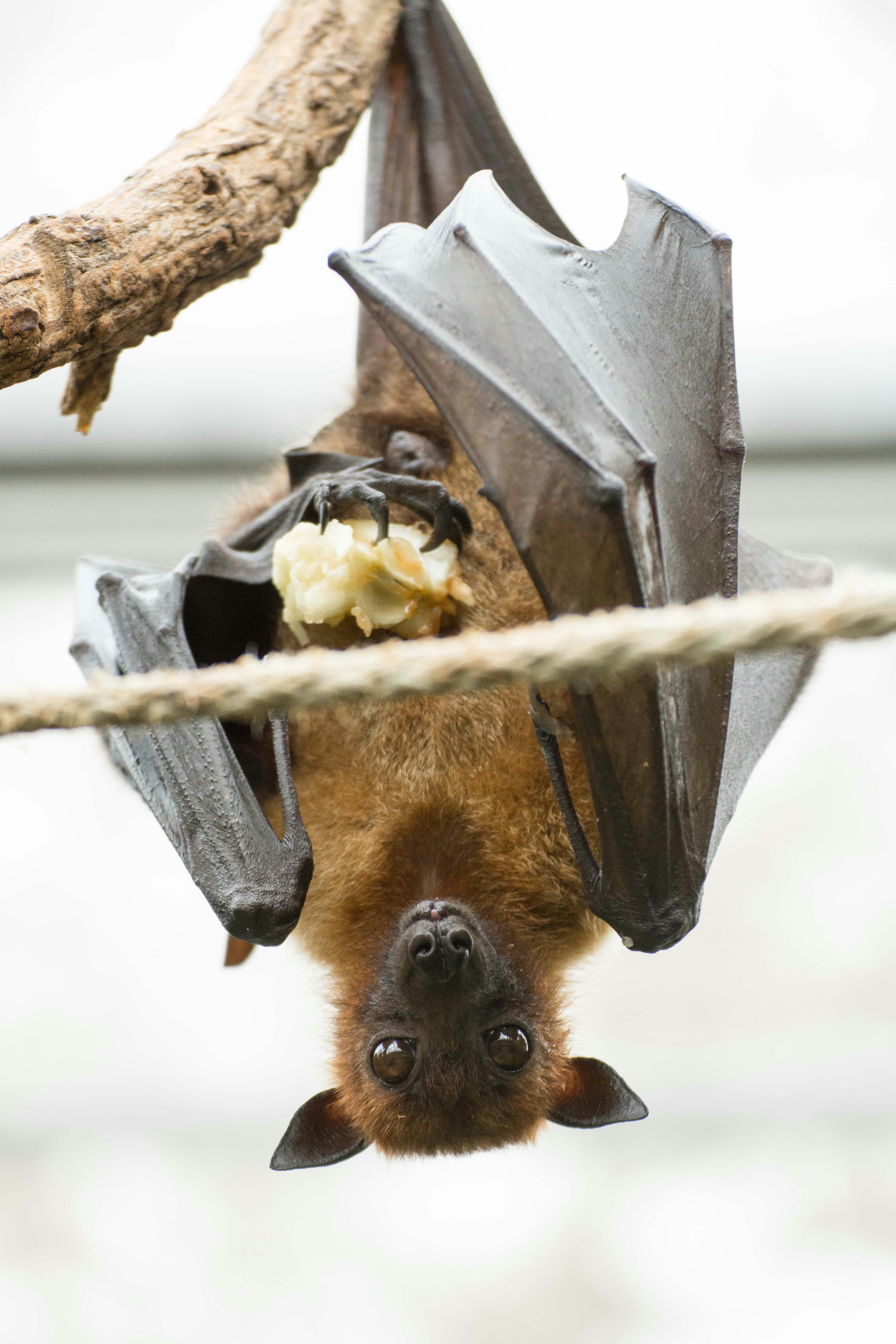 Giant Fruit Bat