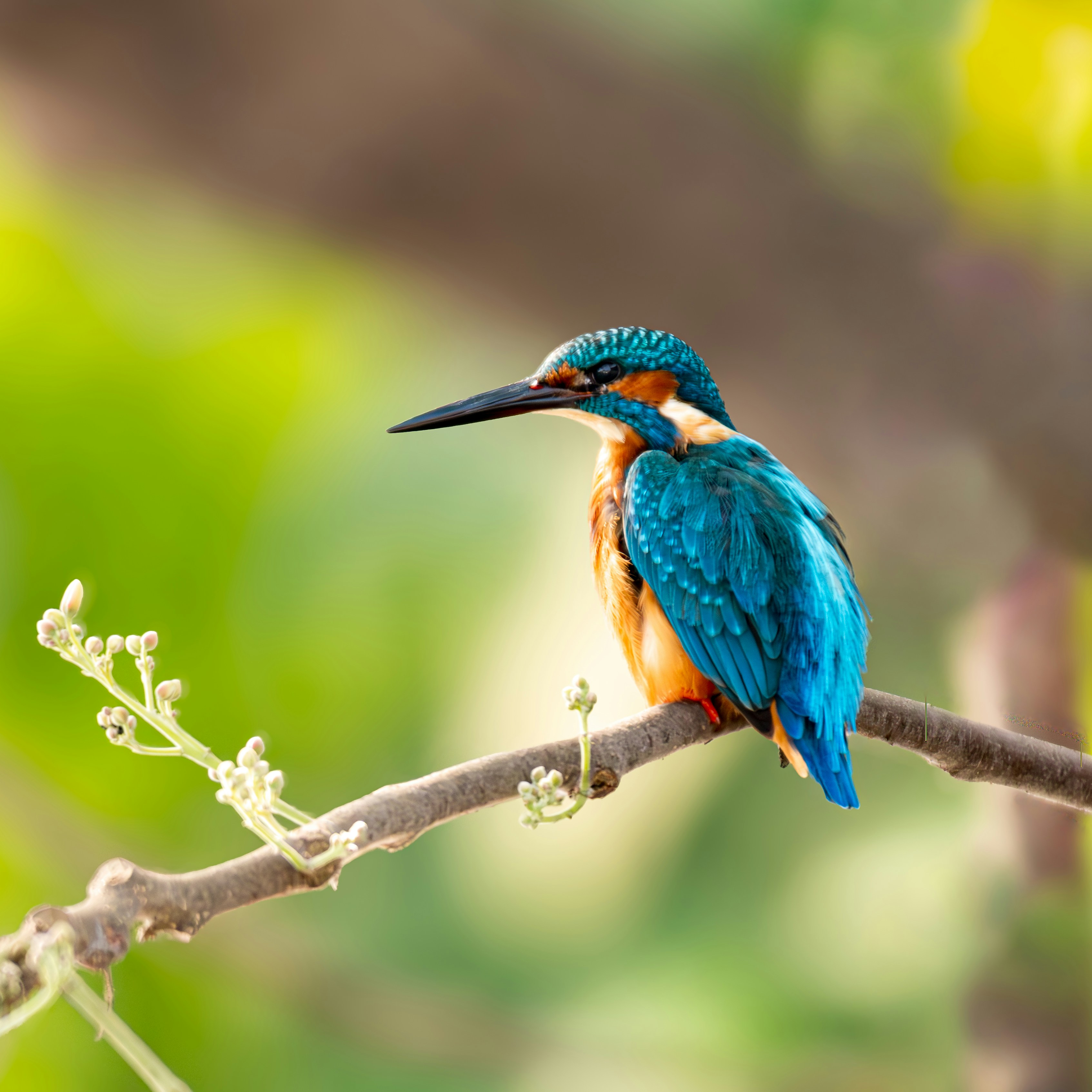 Tropical Birds